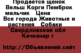 Продается щенок Вельш Корги Пемброк мальчик › Цена ­ 65 000 - Все города Животные и растения » Собаки   . Свердловская обл.,Качканар г.